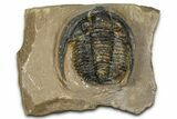 Bargain, Diademaproetus Trilobite - Foum Zguid, Morocco #368620-3